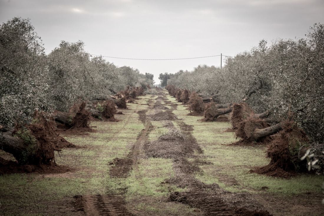 Xylella, cronaca di una minaccia annunciata