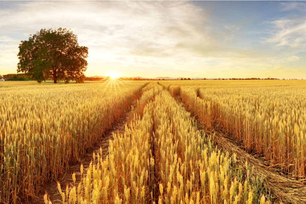 In grano veritas: riconosciuti i grani antichi della Sicilia