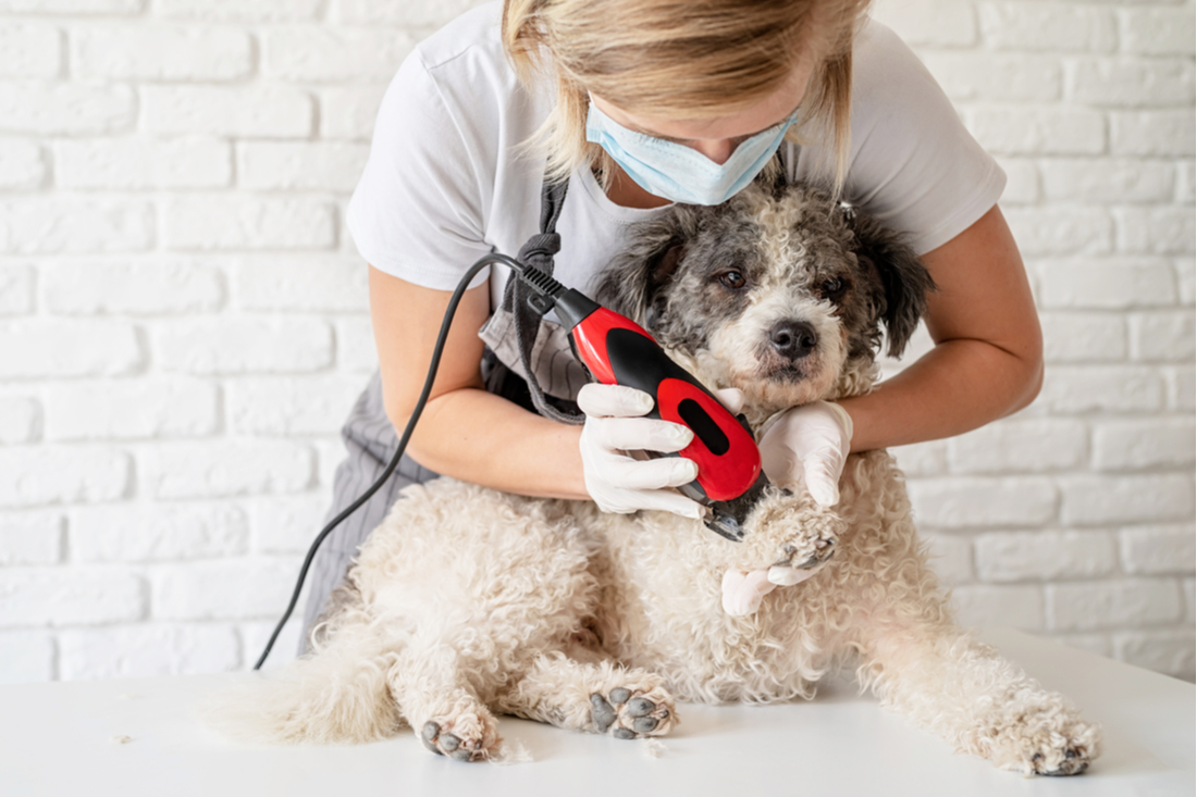 La toeletta al cane e al gatto sia consentita nelle zone rosse