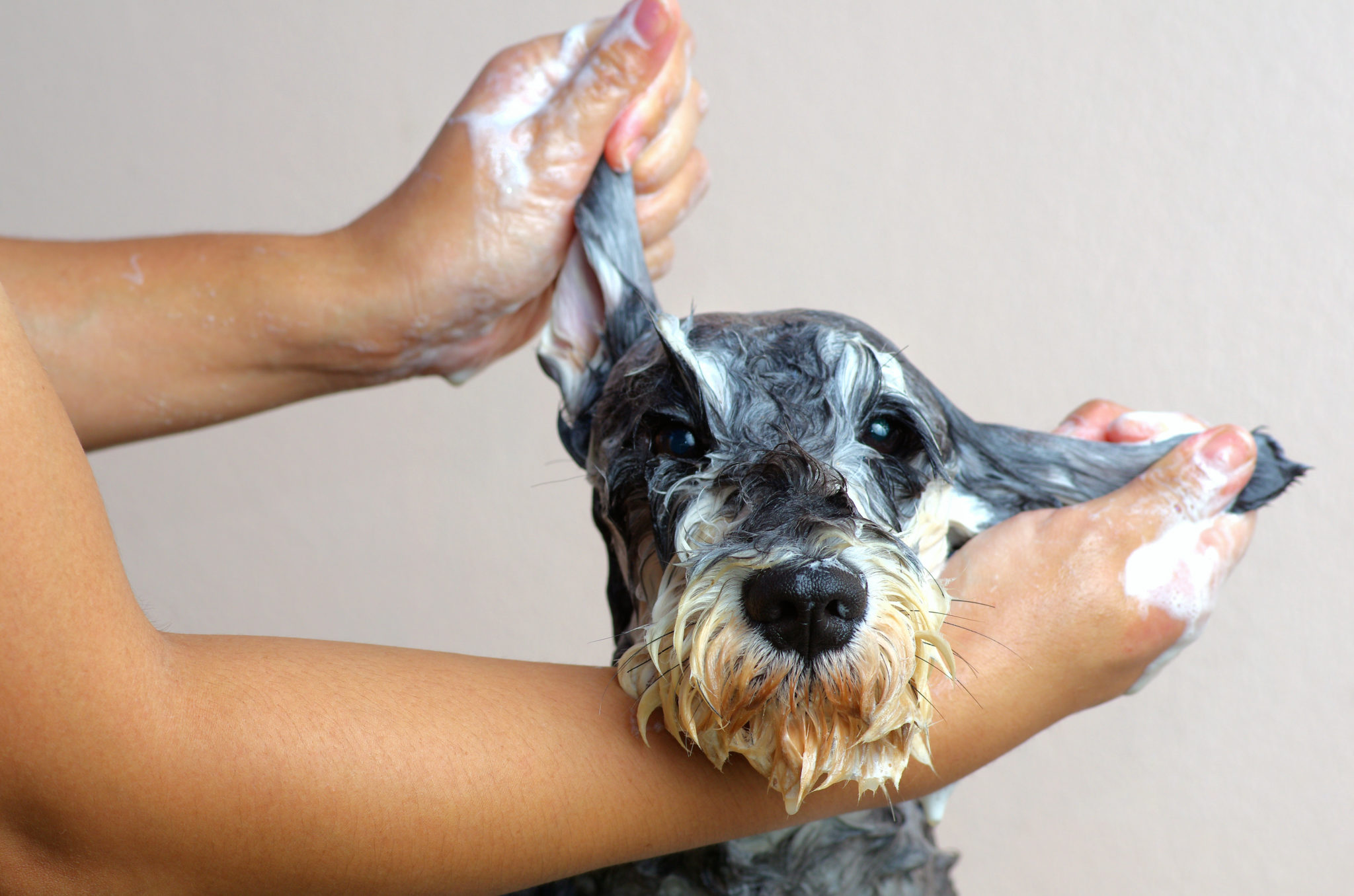 La toeletta al cane e al gatto sia consentita nelle zone rosse